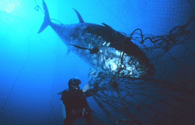 Tuna ensnared near the mouth of the fish trap Picture