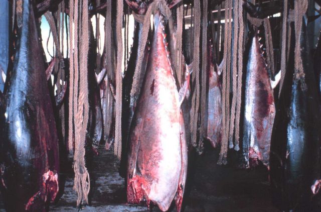 Tuna processing plant at Favignana Picture