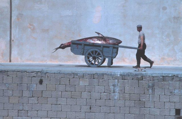 The landed tuna were moved by trolley from the boat to the plant. Picture