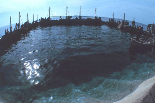 The chamber of death of the trap at Favignana. Picture