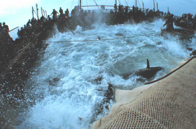 A raised landing net brings the tuna to the surface. Picture