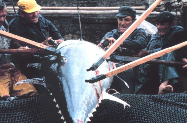 A large tuna is landed by a group of eight fishermen. Picture