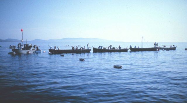 Starting fishery operations in the trap at Stintino. Picture