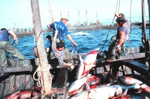 A large tuna is landed by fishermen working together. Picture