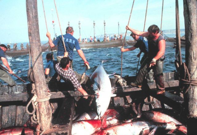 A large tuna is landed by fishermen working together. Picture