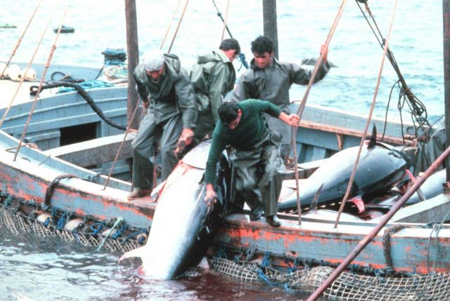 A large tuna is landed by fishermen working together. Picture