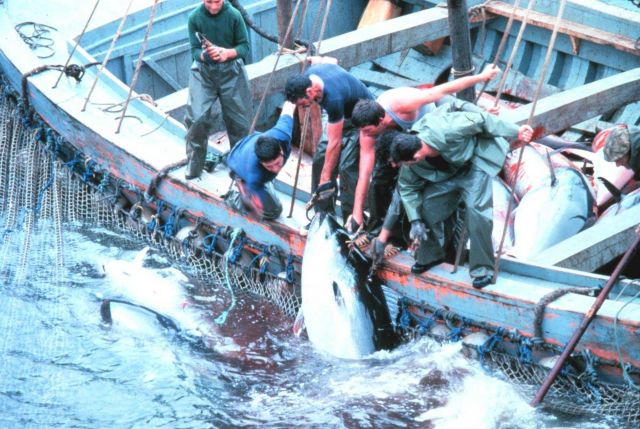 A large tuna is landed by fishermen working together. Picture