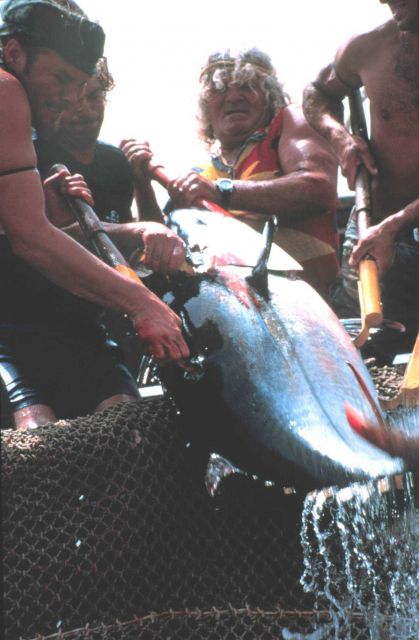 The tuna caught are small to medium in size, requiring just four fishermen to land. Picture