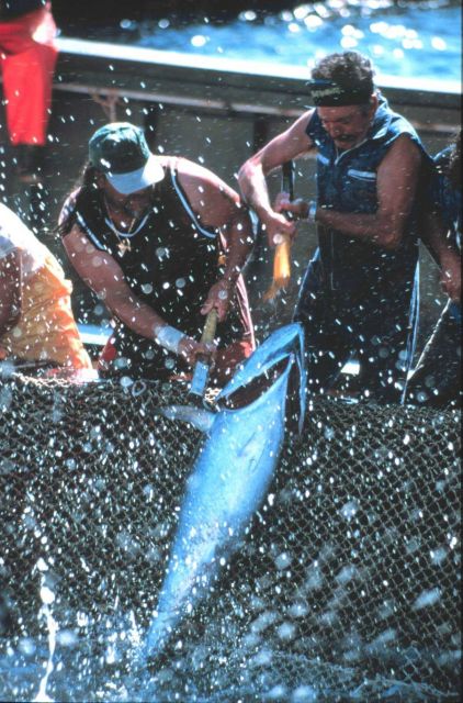 The small tuna are landed by two fishermen. Picture
