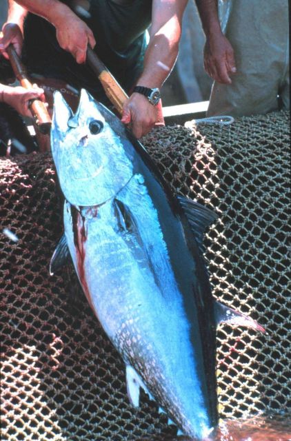 A short harpoon is used for the small tuna. Picture