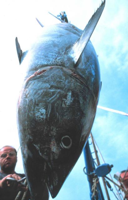 A 250 kilogram (550 pound) tuna caught up in the nets is recovered by the trap diver and hauled aboard. Picture