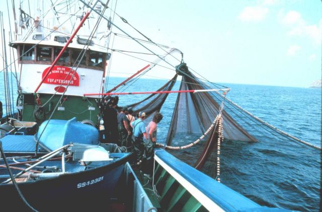 Using a purse seine to catch live bait on the tuna boat 