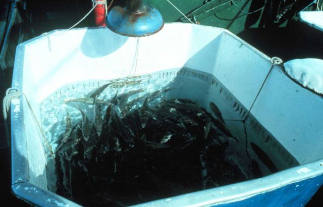 Tank used for holding live bait on tuna boat. Picture
