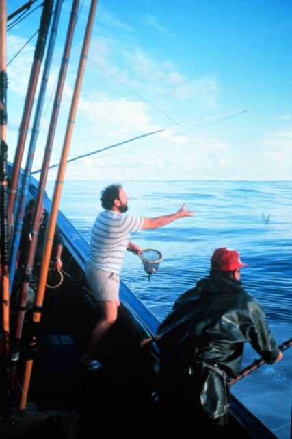 The live bait is thrown into the sprayed area to draw the tuna towards the boat. Picture