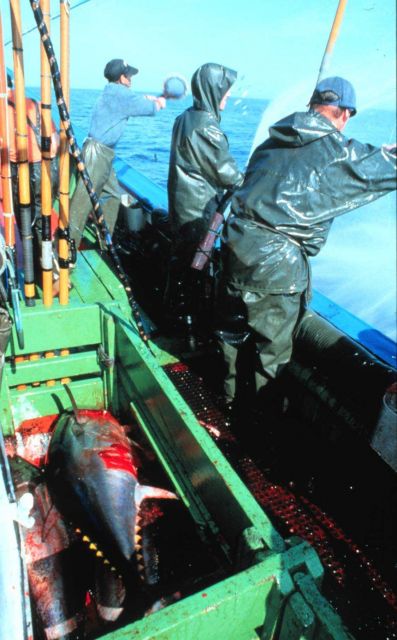 The live bait is thrown into the sprayed area to draw the tuna towards the boat. Picture