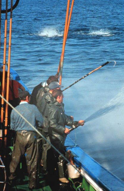Fishing for tuna using pole and line while using live bait. Picture