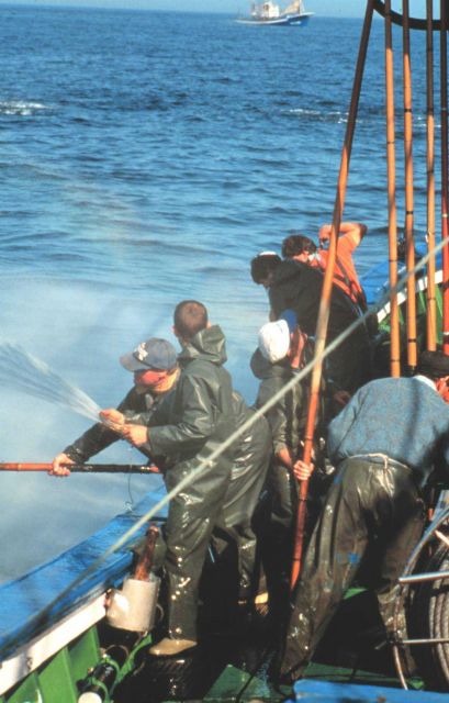 Fishing for tuna using pole and line while using live bait. Picture