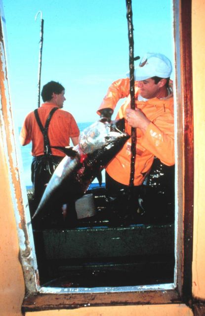 Placing tuna in crates before lowering to the cold store (refrigerated space.) Picture