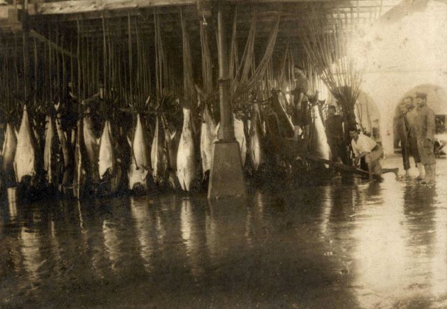 Tuna processing plant at Sancti Petri Picture