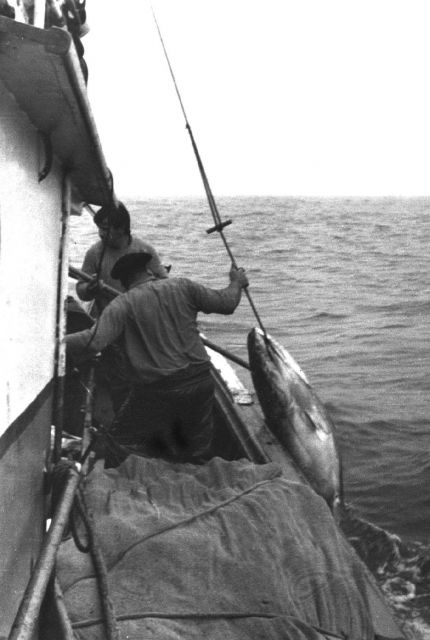 Tuna caught with rod and reel and live bait Picture
