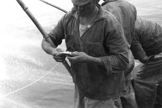 Using live bait to bait the hook for tuna fishing with pole and line fishing. Picture
