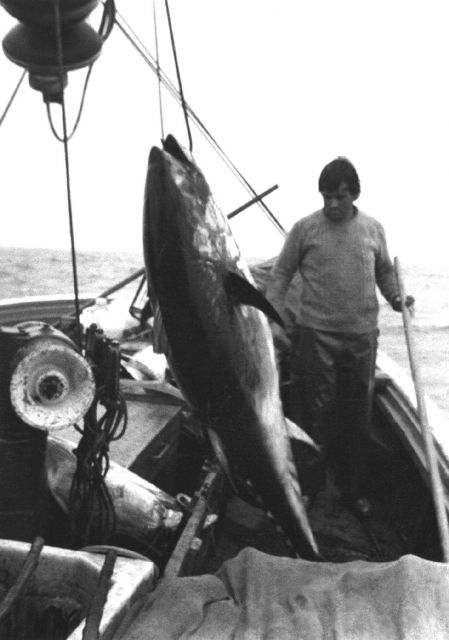 Tuna caught with rod and reel and live bait. Picture