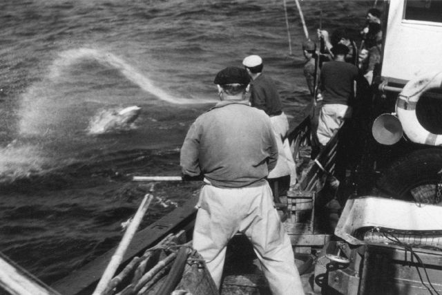 Tuna coming to side of boat during pole and line fishing operation. Picture