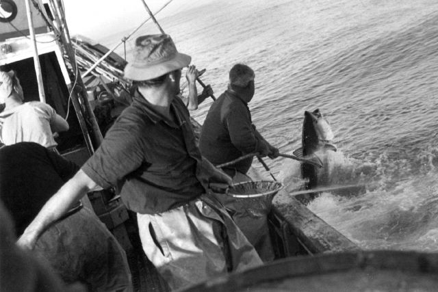 Large tuna brought to side of boat for gaffing during pole and line fishing operation Picture