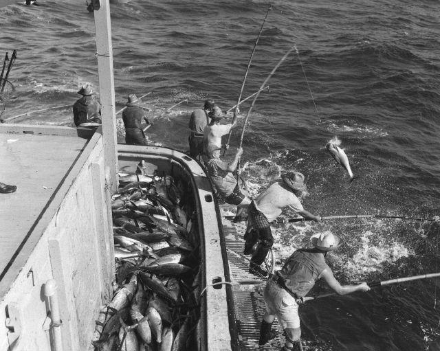 Relatively small tuna being caught during pole and line fishing operations. Picture