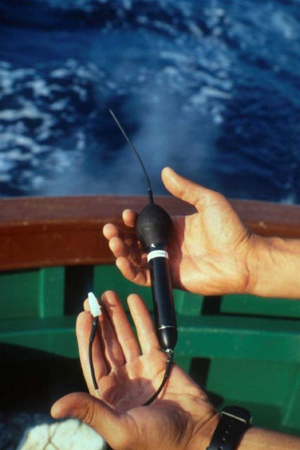 Scientist displaying pop-off electronic tag Picture