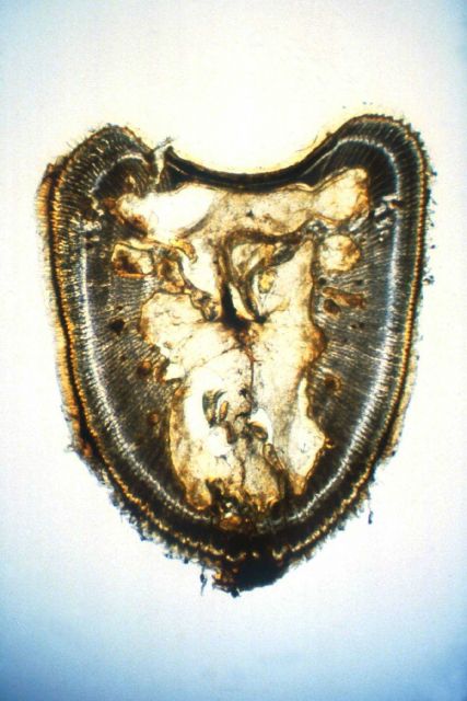 Photo -1.Cross-section of first spine of dorsal fin of young bluefin tuna showing annual growth rings Picture