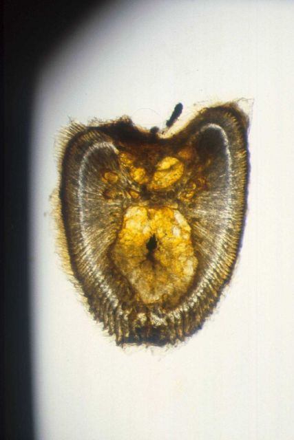 Cross-section of first spine of dorsal fin of a one-year old bluefin tuna Picture