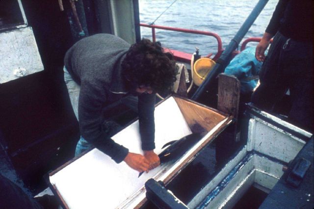 Scientist tagging a juvenile tuna. Picture