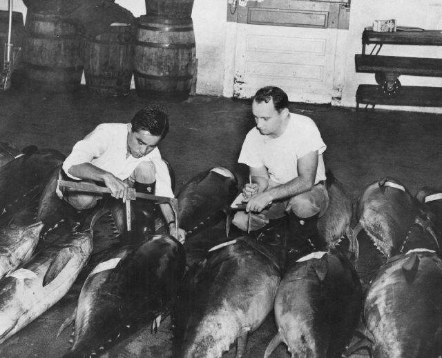 Scientists measuring dimensions of tuna caught in Hawaii area of Pacific. Picture