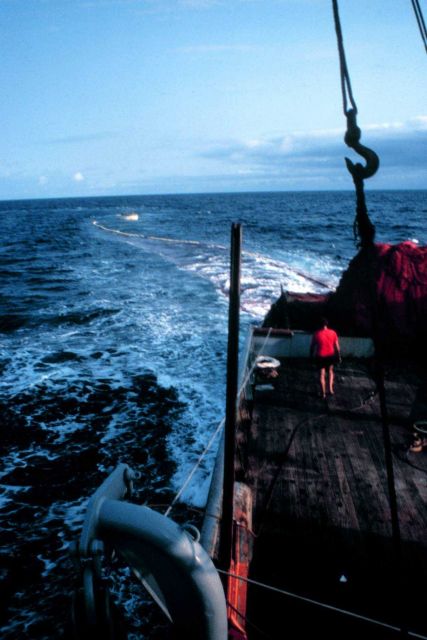 Tuna purse seiner is deploying net with assistance of workboat which is seen at far end of net Picture