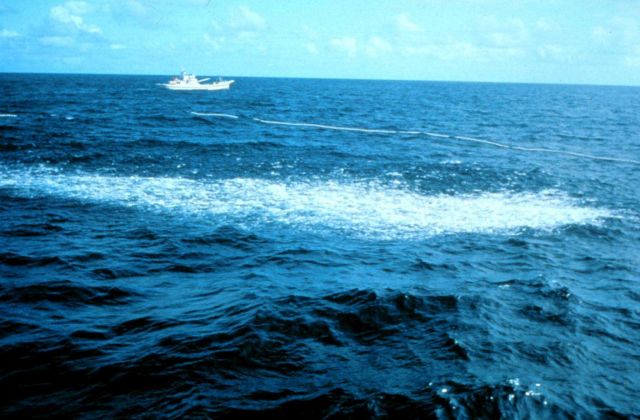 A view of tuna agitating the surface as the net is drawing closed. Picture