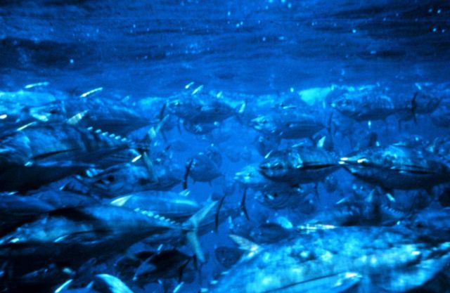 A view of the tuna that are captured inside the net. Picture