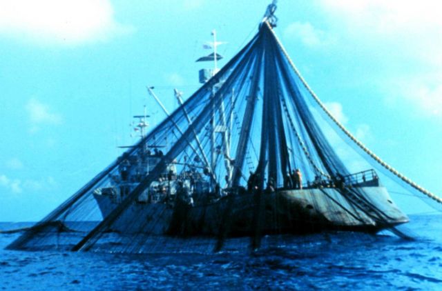 After closing the net and trapping the fish, the net is now brought on board Picture