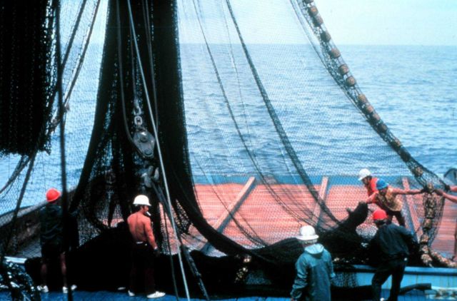 After closing the net and trapping the fish, the net is now brought on board Picture