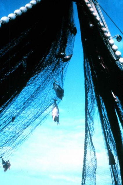A view of the power block as the net is coming on board Picture