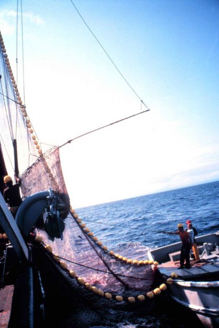 The net is now on board and the operation of collecting the fish has begun Picture