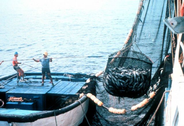 The net is now on board and the operation of collecting the fish has begun Picture