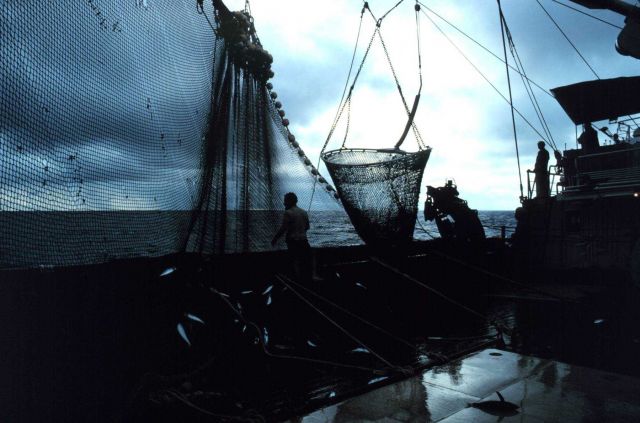 The net is now on board and the operation of collecting the fish has begun Picture
