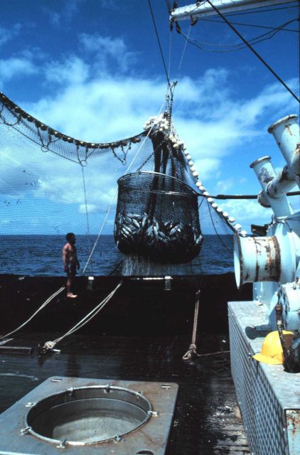The basket load of fish is being brought out of the water and will be placed directly over the hole in the foreground Picture