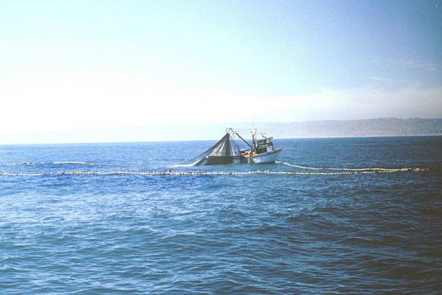 Peruvian purse seiner fishing for small pelagic fish. Picture