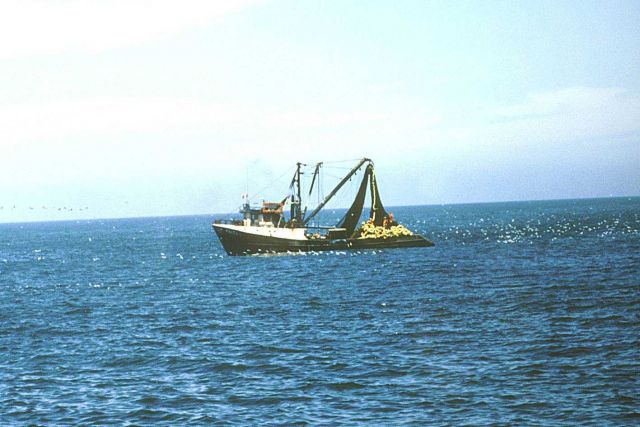 Peruvian purse seiner fishing for small pelagic fish. Picture