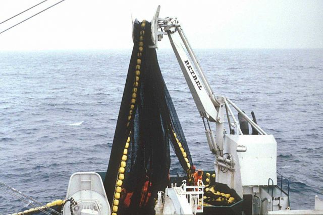 Deploying a purse seine. Picture