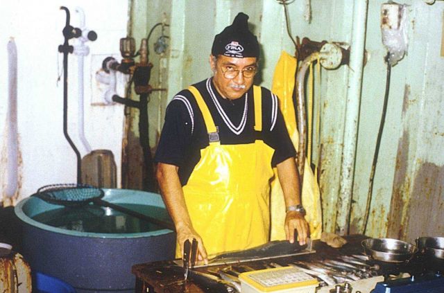 Peruvian scientist sampling blue jack mackerel (Trachurus picturatus). Picture