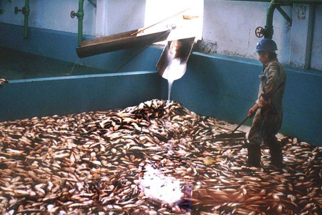 Processing Pacific menhaden (Ethmidium maculatum) at Hayduk cannery Picture