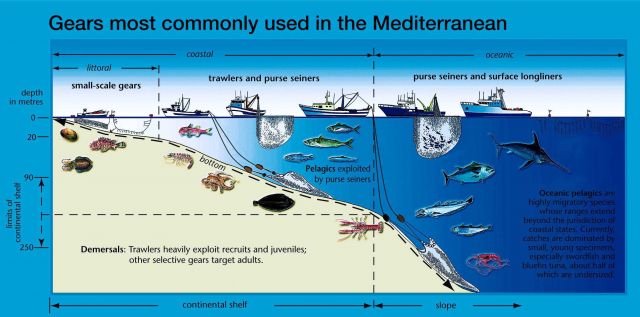A wide variety of fish and shellfish species support a mostly small-scale fisher y, operating near to the coast Picture